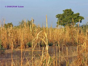 Hirsefeld Sahel